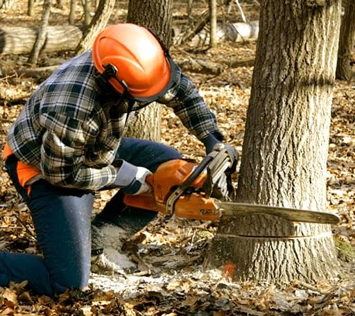 Tree Removal in Inez, TX